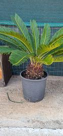 Pianta di Cycas Revoluta con fusto robusto