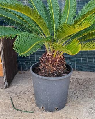 Pianta di Cycas Revoluta con fusto robusto