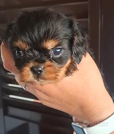Cucciole di Cavalier king pedigree black and tan