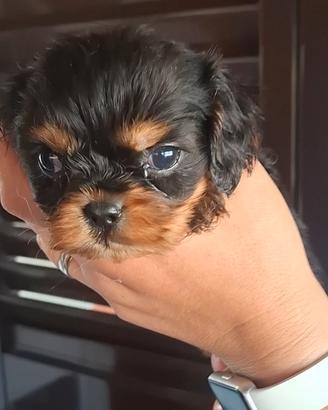 Cucciole di Cavalier king pedigree black and tan
