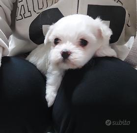 Maltesino