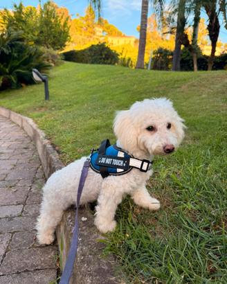Maltipoo