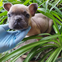 Bulldog francese blu fawn occhi celesti