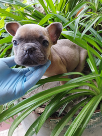 Bulldog francese blu fawn occhi celesti