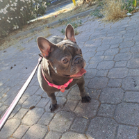 Buldog francese femmina