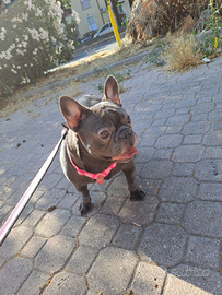 Buldog francese femmina