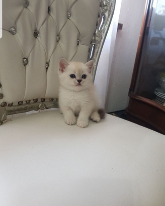 Amanti dei gatti