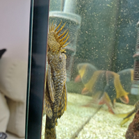 Ancistrus