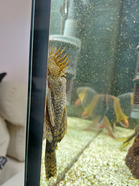 Ancistrus