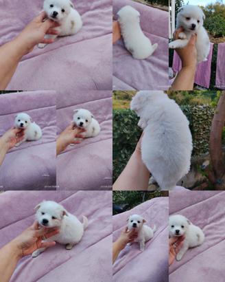 Mini Spitz Pomerania Toy femmine