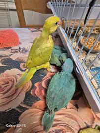 Pulli parrochetto dal collare