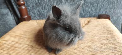 Conigli nani testa di leone