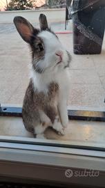 Coniglio nano testa di leone