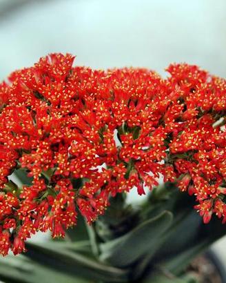 Crassula Falcata 