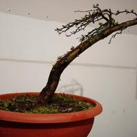 prebonsai biancospino 