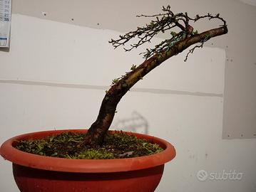 prebonsai biancospino 