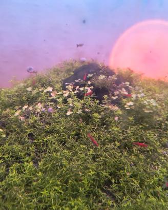 Hydrocotyle trepartita pianta acquatica