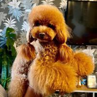 Barboncino toy 2 anni con pedigree