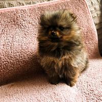 Spitz pomerania