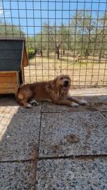 Cane meticcio