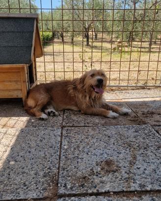 Cane meticcio