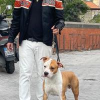 Amstaff