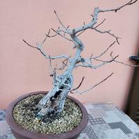 Bonsai Frassino a tronco Corteccia Ruvida