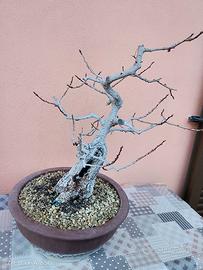 Bonsai Frassino a tronco Corteccia Ruvida