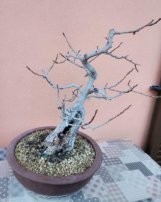 Bonsai Frassino a tronco Corteccia Ruvida