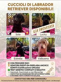 Cuccioli labrador con pedigree