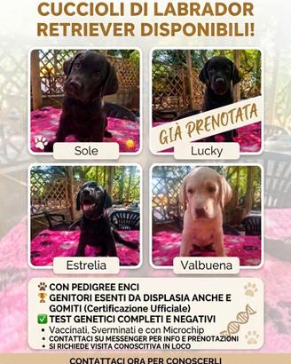Cuccioli labrador con pedigree