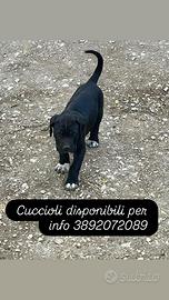 Cucciola cane corso