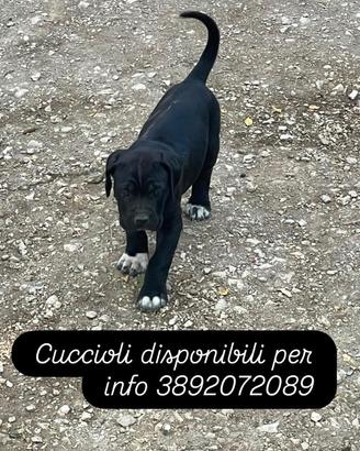 Cucciola cane corso