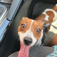 Affido temporaneo cane