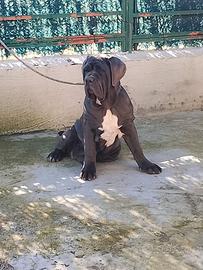 Mastino napoletano