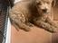 Immagine 1