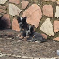 Australian cattle dog