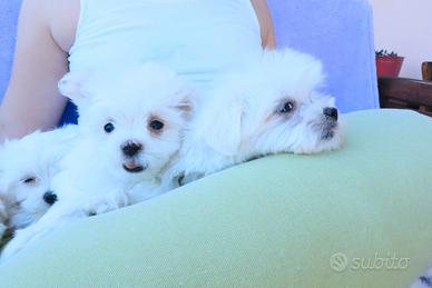 Cuccioli di razza maltese con pedigree enci