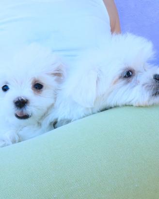 Cuccioli di razza maltese con pedigree enci