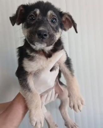 Cucciola meticcia in adozione