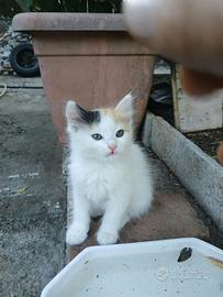 Gatti bianco e arancione