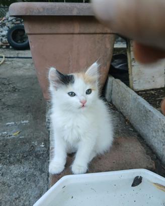 Gatti bianco e arancione