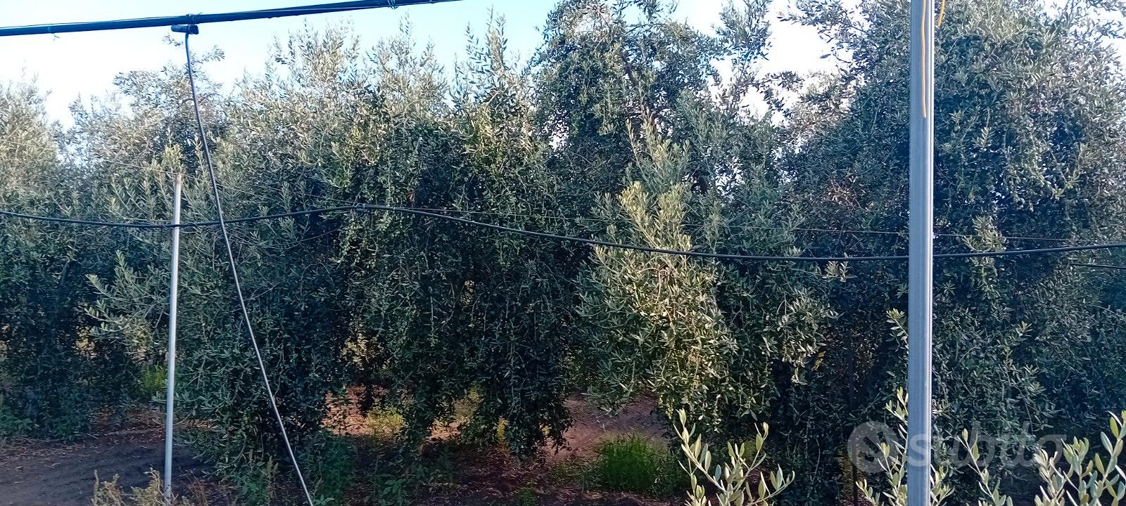 Terreno agricolo oliveto - Vista 2