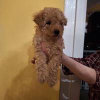 Cucciola Barboncino Nano