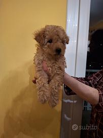 Cucciola Barboncino Nano