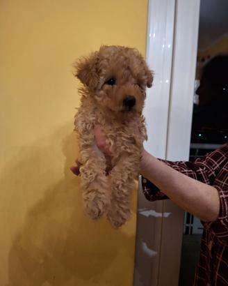 Cucciola Barboncino Nano