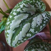 pianta scindapsus Snake scale 