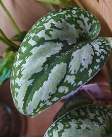 pianta scindapsus Snake scale 