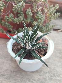 Haworthia attenuata - (Pianta zebra) 