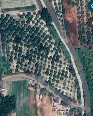 Terreno agricolo Aranceto